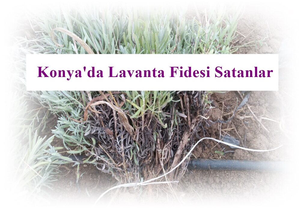 Konya’da Lavanta Fidesi Satan Yerler Var mı, Konya’da Lavanta Fidanı Kaç Lira?