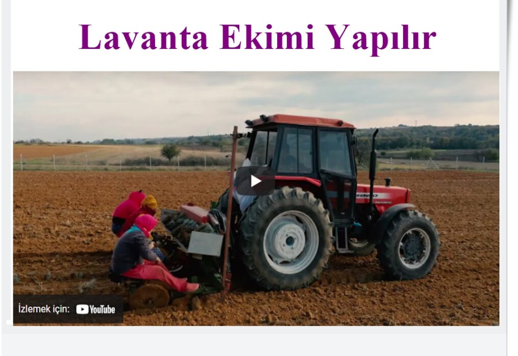 Tüm Türkiye’de Lavanta Ekimi Yapılır
