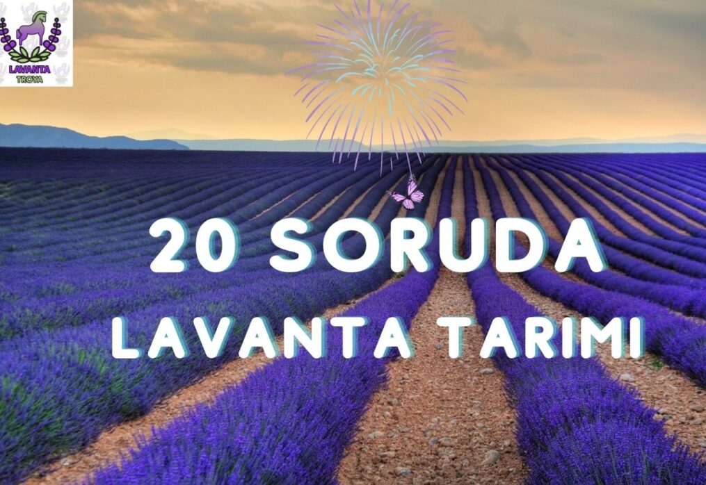 20 Soruda Lavanta tarımı