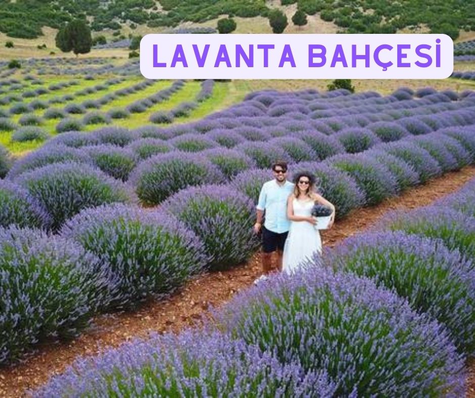 Lavanta turizmi için lavanta bahçesi 