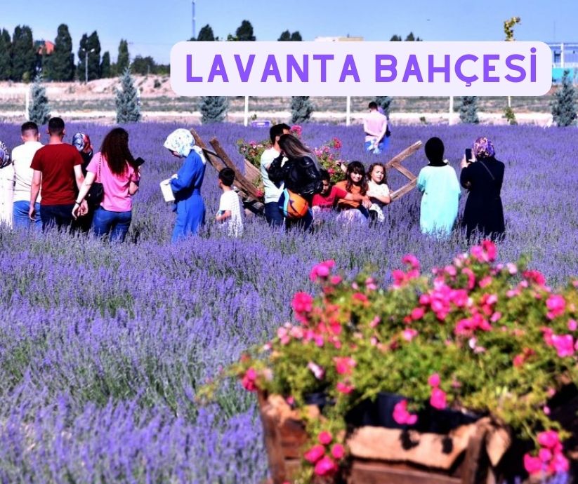 Lavanta turizmi için lavanta bahçesi kuruyoruz